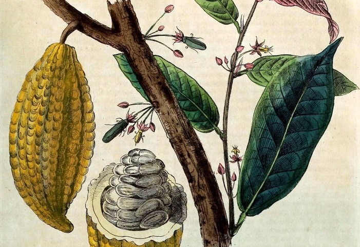 Cacao, Chocolate as Nature Intended